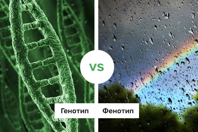 Влияние генотипа и фенотипа на коноплю Разница между генотипом и фенотипом конопли