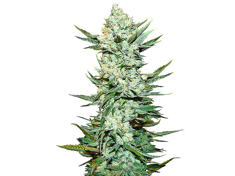 Tangie`matic auto - Быстрорастущая мандариновая Сатива Tangie`matic auto fem от FastBuds